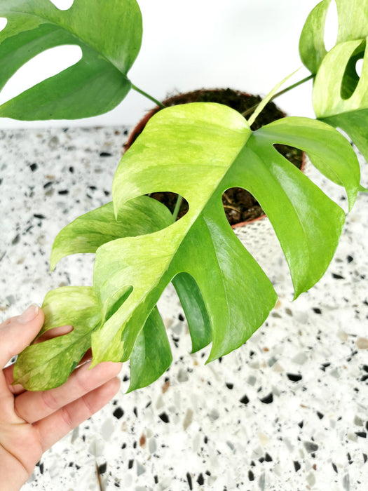 Rhaphidophora tetrasperma mint