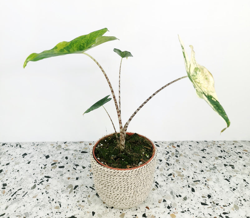 Alocasia zebrina variegata