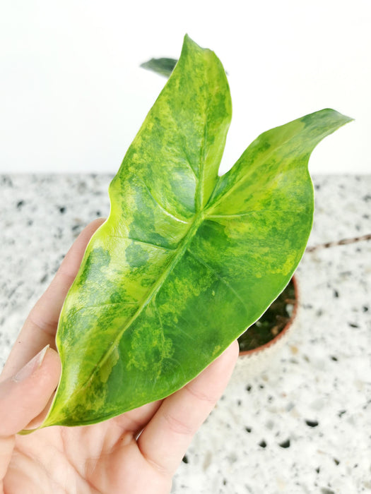 Alocasia zebrina variegata