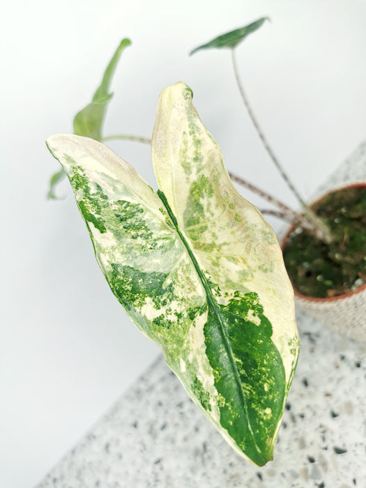 Alocasia zebrina variegata