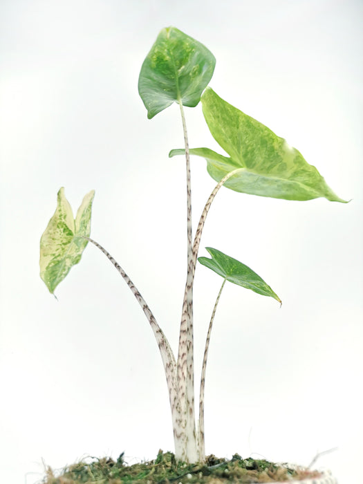 Alocasia zebrina variegata