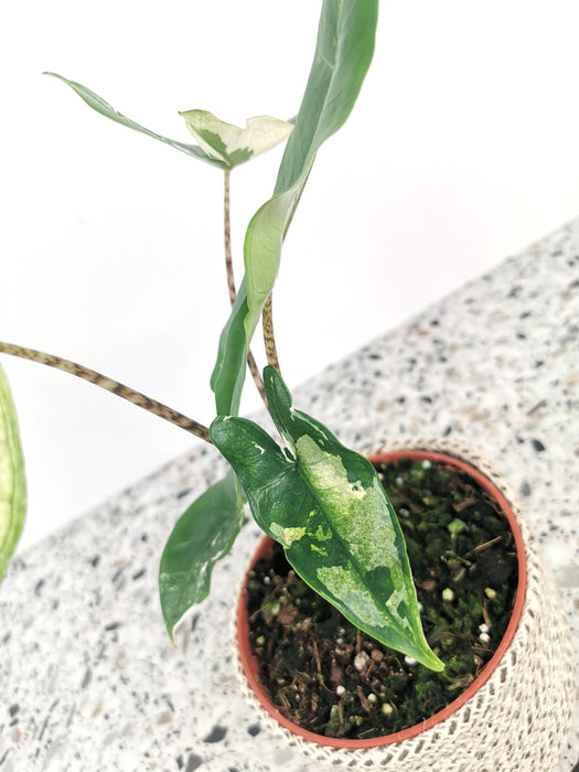 Alocasia tigrina variegata