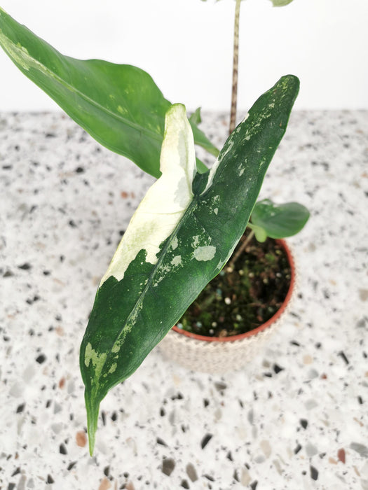 Alocasia tigrina variegata