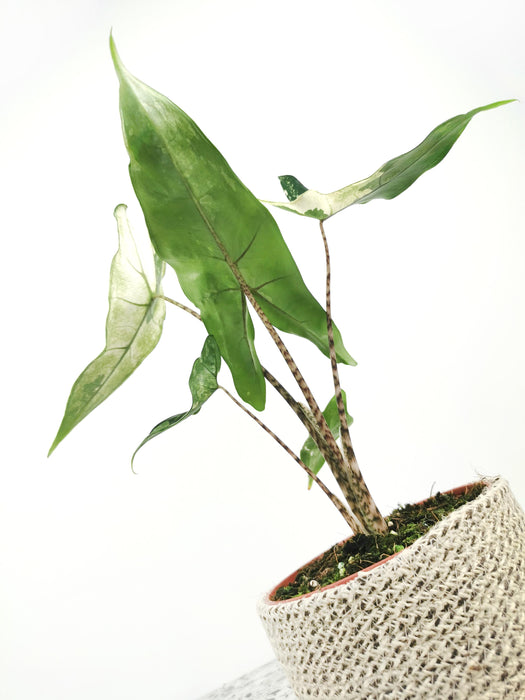 Alocasia tigrina variegata