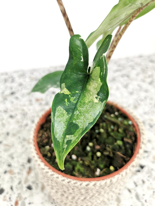 Alocasia tigrina variegata