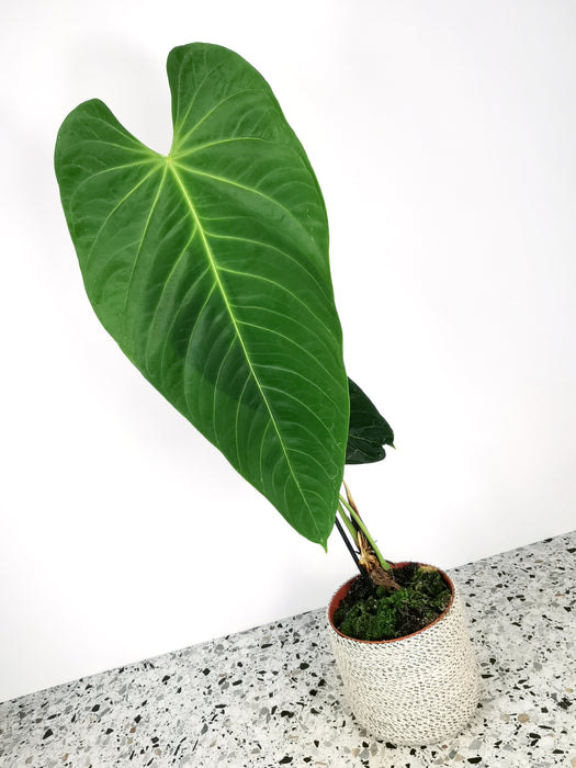 Anthurium queremalense - X-Large