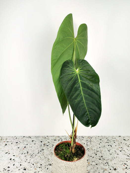 Anthurium queremalense - X-Large