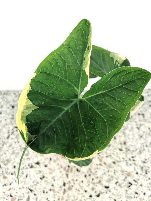 Alocasia mickey mouse - Large
