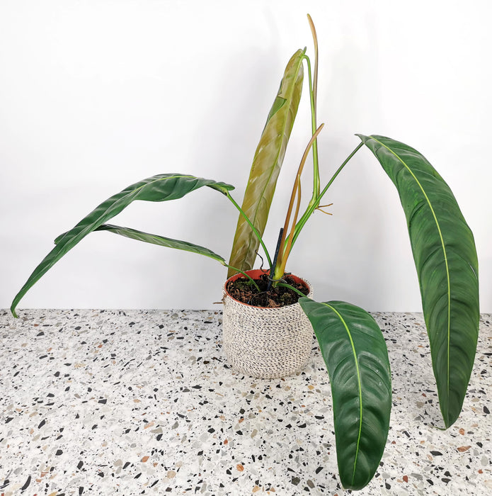 Philodendron patriciae - X-Large