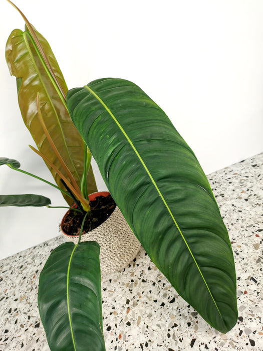 Philodendron patriciae - X-Large