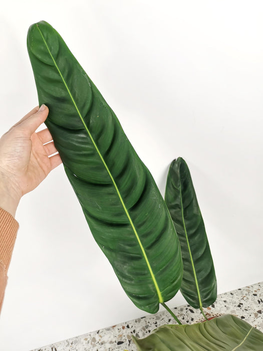 Philodendron patriciae - X-Large