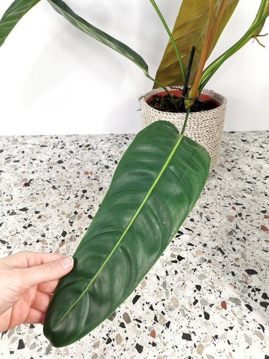 Philodendron patriciae - X-Large