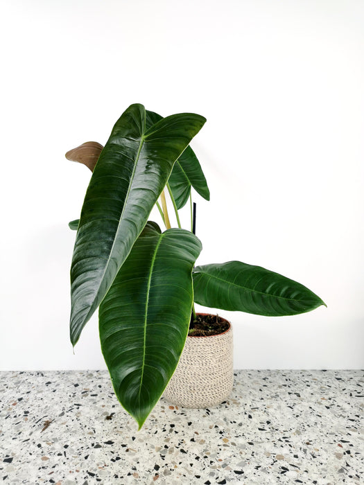 Philodendron sharoniae mosquera - Large