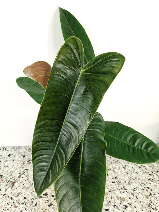 Philodendron sharoniae mosquera - Large