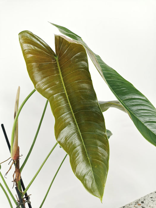 Philodendron sharoniae mosquera - Large