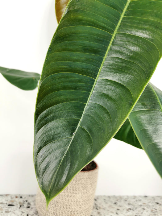 Philodendron sharoniae mosquera - Large
