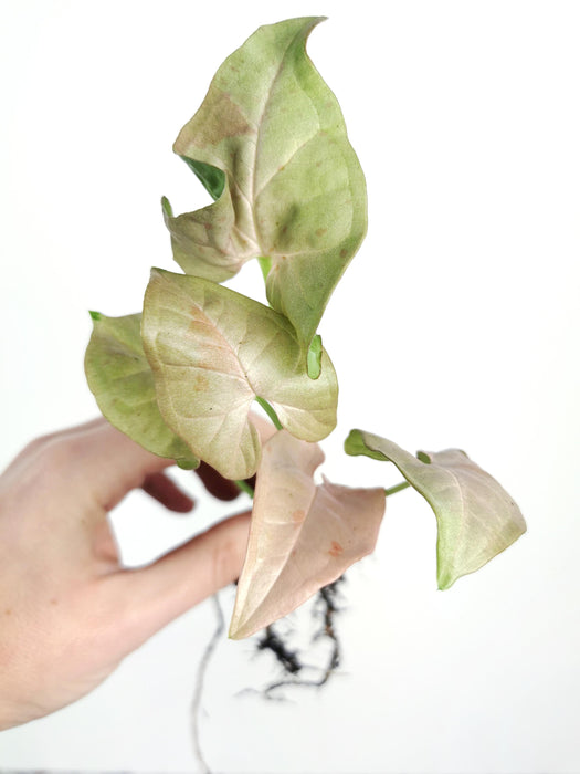 Syngonium pink spot