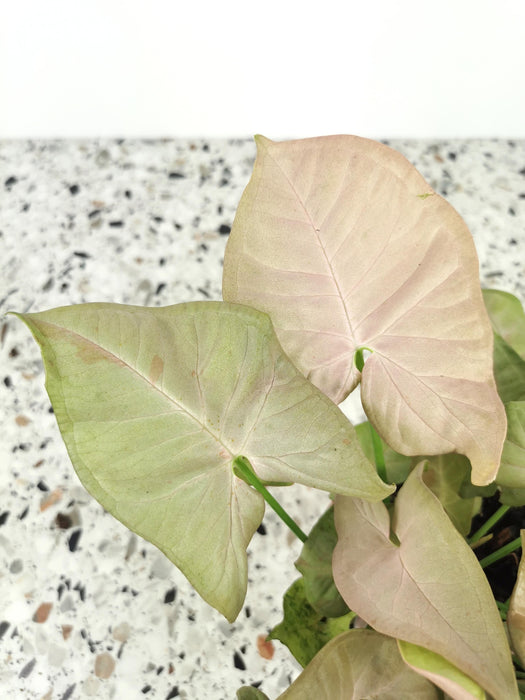 Syngonium pink spot
