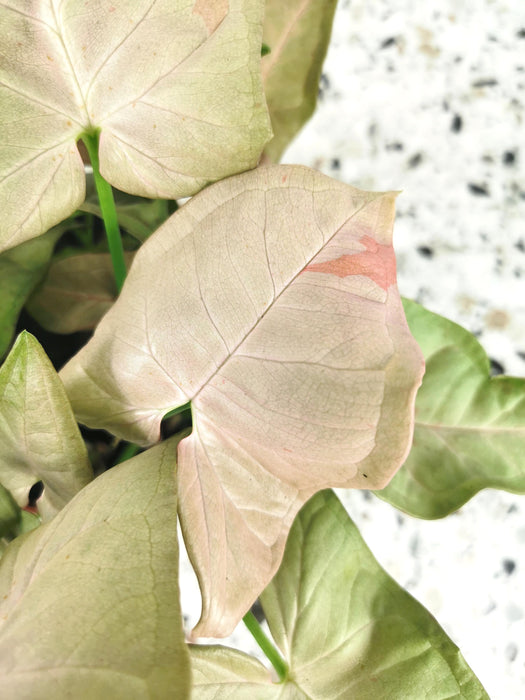 Syngonium pink spot