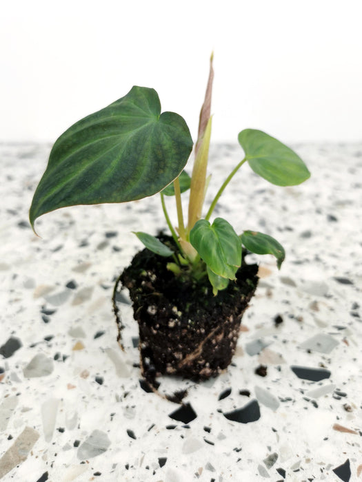 Philodendron verrucosum