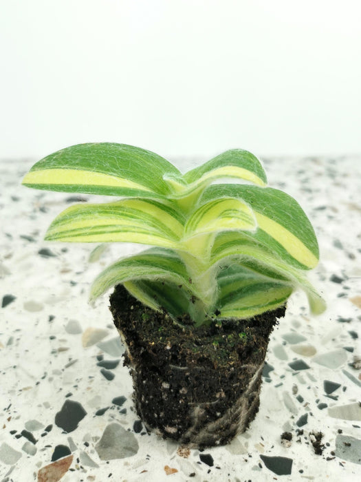 Tradescantia sillamontana variegata