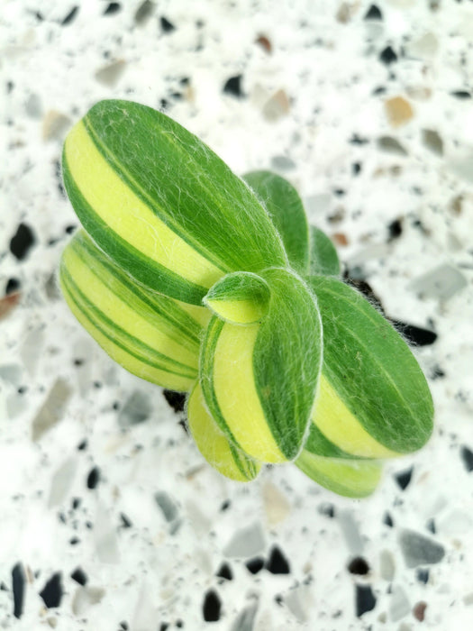 Tradescantia sillamontana variegata