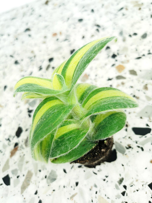 Tradescantia sillamontana variegata