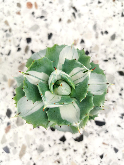 Agave Ohi-raijin variegata