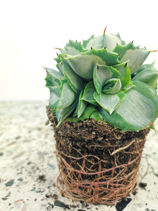 Agave Ohi-raijin variegata