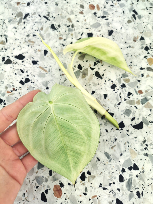 Syngonium macrophyllum frosted heart