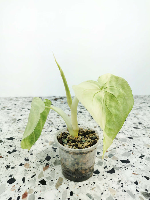 Syngonium macrophyllum frosted heart