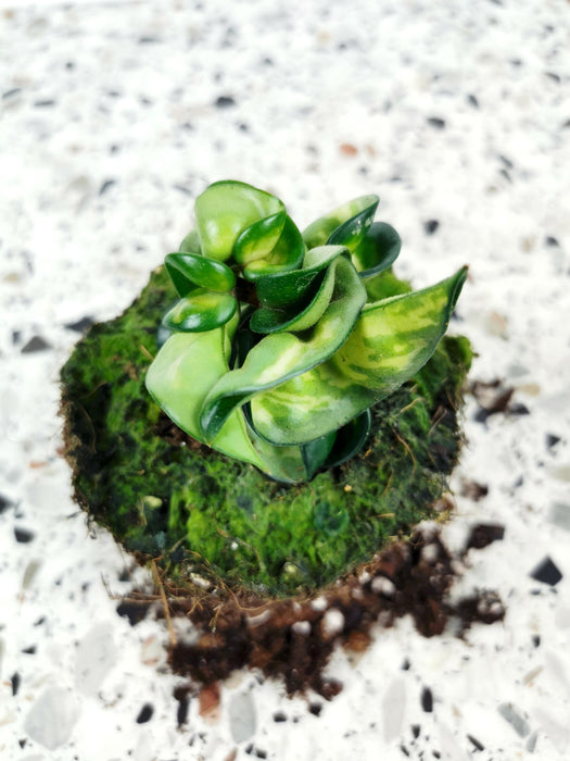 Hoya compacta mauna loa