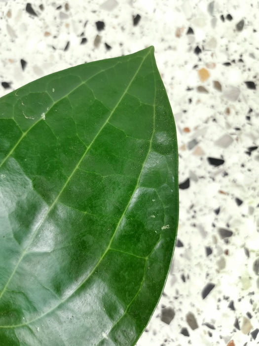 Hoya latifolia