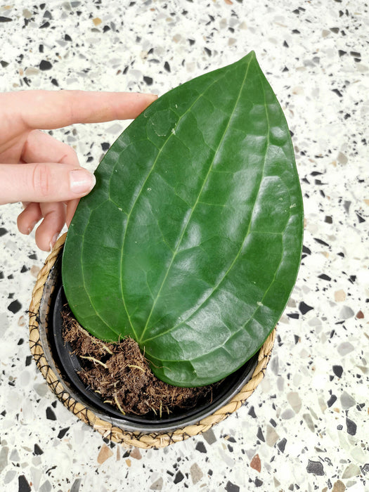 Hoya latifolia