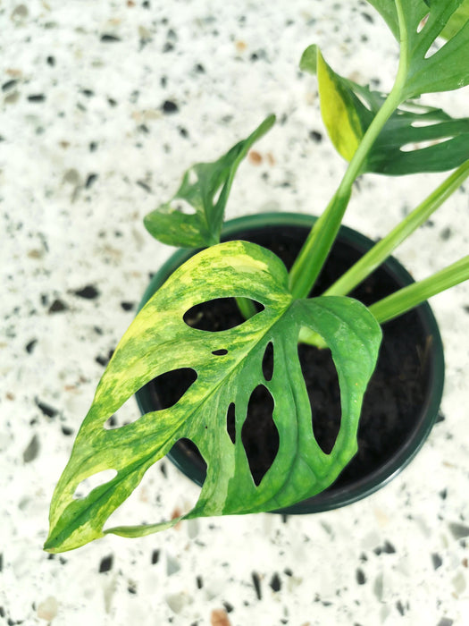 Monstera adansonii aurea