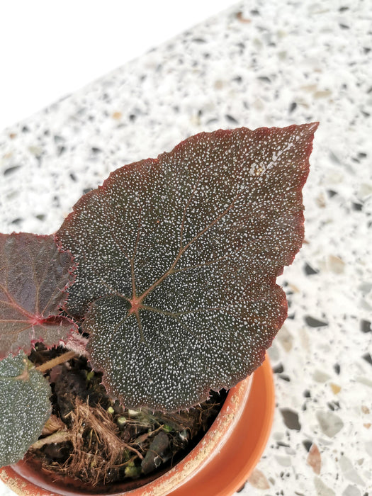 Begonia pavonina