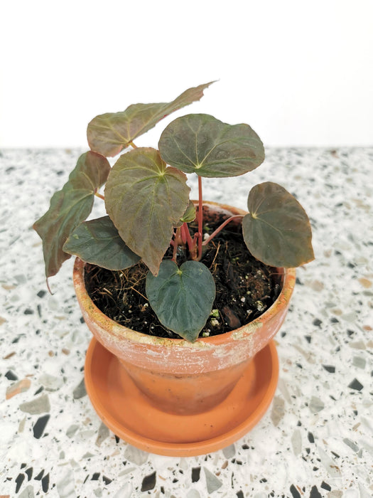 Begonia taconite
