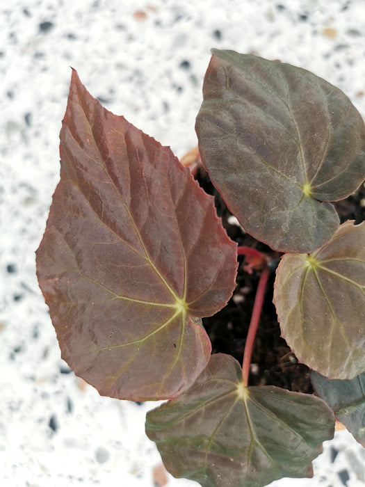 Begonia taconite