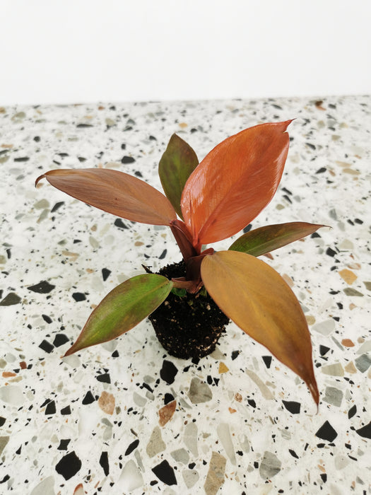 Philodendron red sun