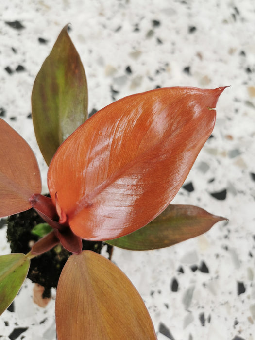 Philodendron red sun