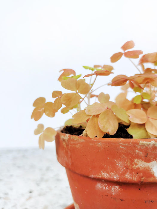 Oxalis sunset velvet