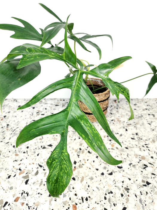 Philodendron glad hands beauty - Large