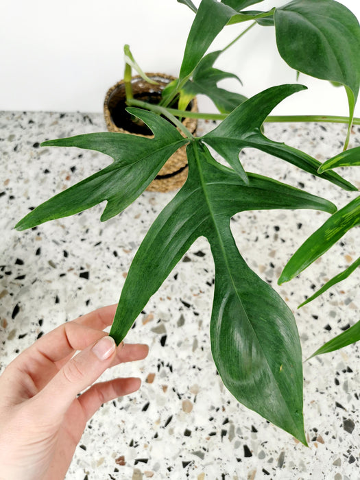 Philodendron glad hands beauty - Large