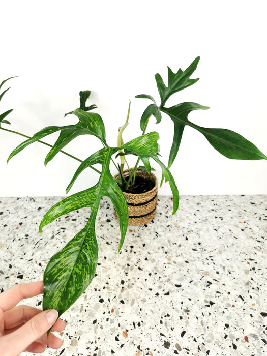 Philodendron glad hands beauty - Large