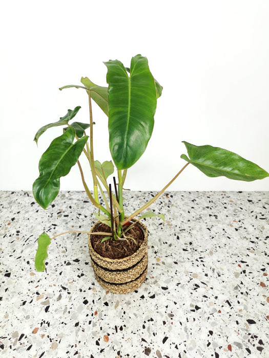 Philodendron paraiso verde