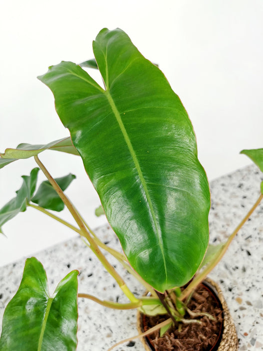 Philodendron paraiso verde