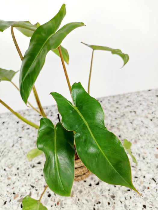 Philodendron paraiso verde