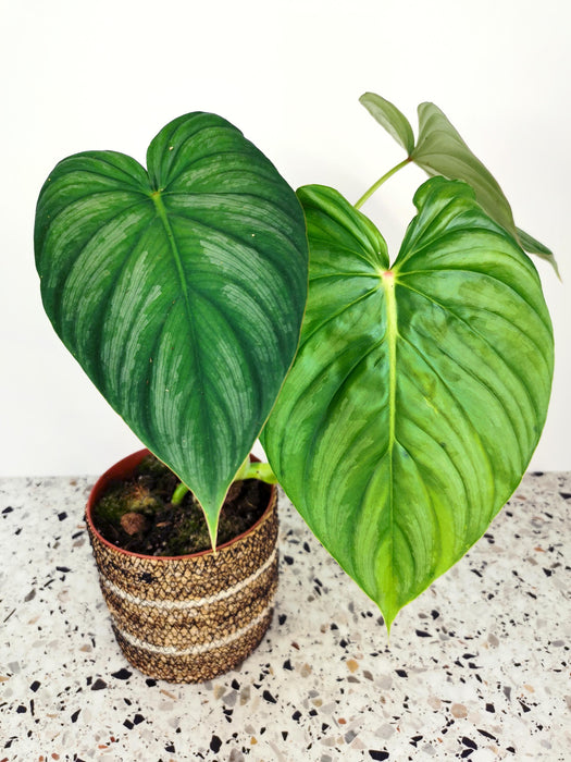 Philodendron pastazanum - Large
