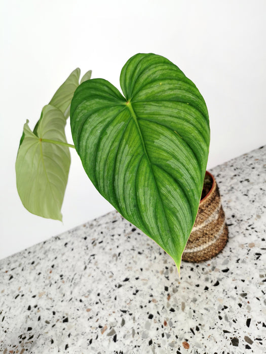 Philodendron pastazanum - Large