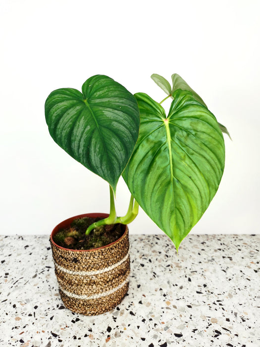 Philodendron pastazanum - Large